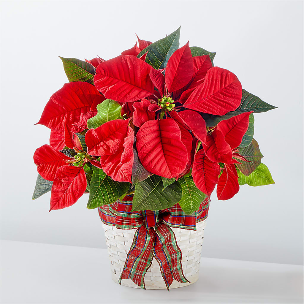 Happiest Holidays Poinsettia – Flower Parade, Mississauga ON