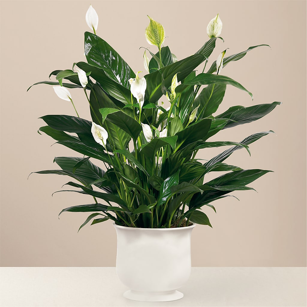 Comfort Planter – Flower Parade, Mississauga ON