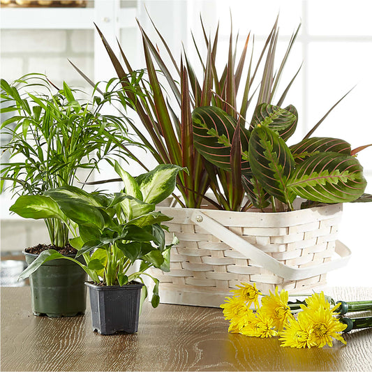 Florist Designed Blooming and Green Plants in a Basket –  Flower Parade, Mississauga ON