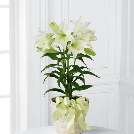 Easter Lily Plant –  Flower Parade, Mississauga ON