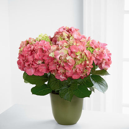 Pink Hydrangea Planter –  Flower Parade, Mississauga ON