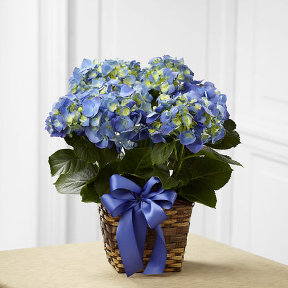 Blue Hydrangea Planter –  Flower Parade, Mississauga ON
