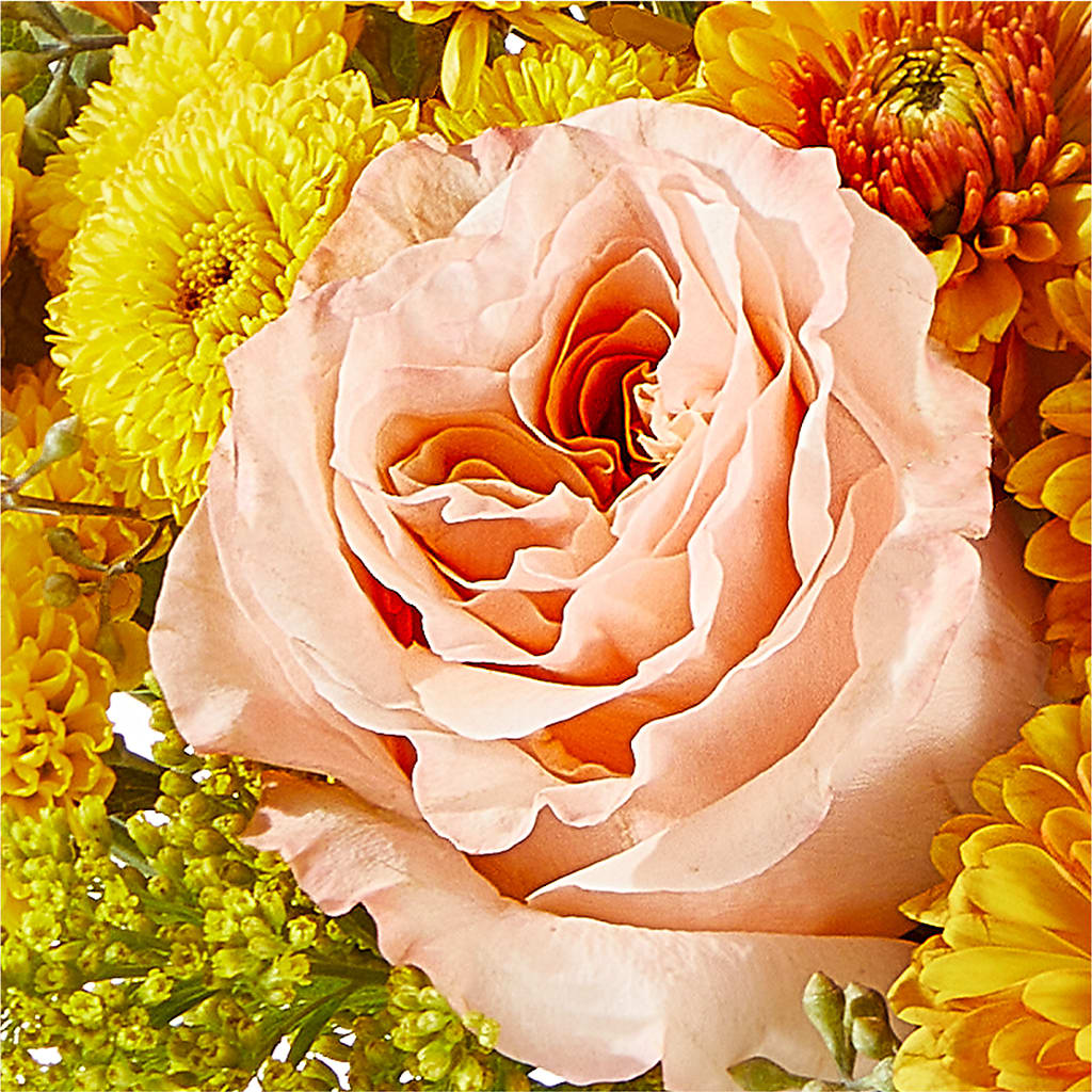Peachy Pumpkin –  Flower Parade, Mississauga ON