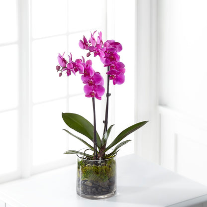 Pink Orchid Plant –  Flower Parade, Mississauga ON