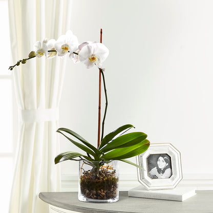 White Orchid Planter –  Flower Parade, Mississauga ON